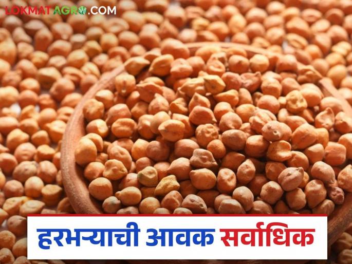 Harbhara bajarbhav : Harbhar arrivals two lakh quintals in this market | Harbhara bajarbhav : हरभऱ्याची विक्रमी दोन लाख क्विंटल आवक; कसा मिळाला दर ते वाचा सविस्तर Harbhara bajarbhav : Harbhar arrivals two lakh quintals in this market | Harbhara bajarbhav : हरभऱ्याची विक्रमी दोन लाख क्विंटल आवक; कसा मिळाला दर ते वाचा सविस्तर