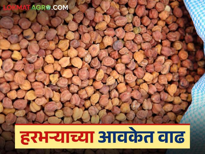 Harbhara Market: latest news Threefold increase in the arrival of Harbhara; Read in detail how the price is being obtained | Harbhara Market : हरभऱ्याची आवकेत तिप्पटीने वाढ; कसा मिळतोय दर ते वाचा सविस्तर Harbhara Market: latest news Threefold increase in the arrival of Harbhara; Read in detail how the price is being obtained | Harbhara Market : हरभऱ्याची आवकेत तिप्पटीने वाढ; कसा मिळतोय दर ते वाचा सविस्तर