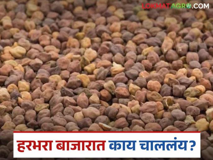 Latest News Red gram is increasing in Jalgaon market, how market price, read in detail | Harbhara Market : जळगाव बाजारात लाल हरभरा तेजीत, कसा मिळतोय दर, वाचा सविस्तर 