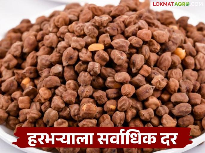 Harbhara Bajar Bhav : Harbhara is getting a higher price than the minimum support price in the dudhani Market Committee | Harbhara Bajar Bhav : दुधनी बाजार समितीत हरभऱ्याला मिळतोय हमीभावापेक्षा जादा दर Harbhara Bajar Bhav : Harbhara is getting a higher price than the minimum support price in the dudhani Market Committee | Harbhara Bajar Bhav : दुधनी बाजार समितीत हरभऱ्याला मिळतोय हमीभावापेक्षा जादा दर