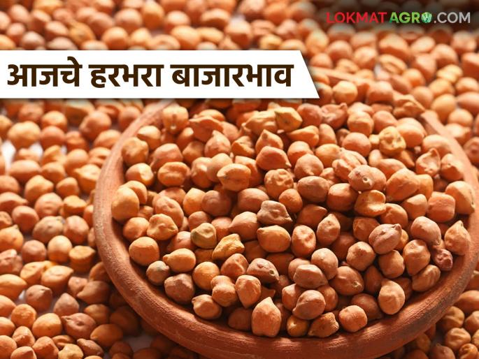 Harbhara Bazaar Bhav: latest news How much is the arrival of local, Garada variety gram; Read in detail how the price was obtained | Harbhara Bajar Bhav: लोकल, गरडा जातीच्या हरभऱ्याची आवक किती; कसा मिळाला दर ते वाचा सविस्तर Harbhara Bazaar Bhav: latest news How much is the arrival of local, Garada variety gram; Read in detail how the price was obtained | Harbhara Bajar Bhav: लोकल, गरडा जातीच्या हरभऱ्याची आवक किती; कसा मिळाला दर ते वाचा सविस्तर