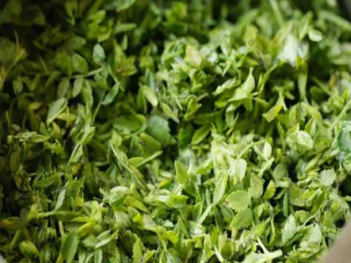 Inflow of leafy vegetables increased; But the price of eating gram is 100 rs note | पालेभाज्यांची आवक वाढली; पण हरभरा भाजी खातेय भाव, लागते शंभराची नोट Inflow of leafy vegetables increased; But the price of eating gram is 100 rs note | पालेभाज्यांची आवक वाढली; पण हरभरा भाजी खातेय भाव, लागते शंभराची नोट