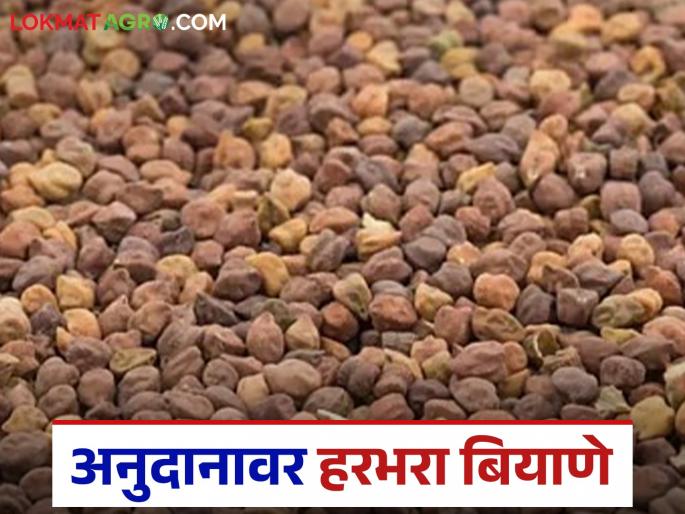 Latest News Harbhara Biyane Gram seeds are available at 50 percent subsidy, read in detail | Harbhara Biyane : 'या' ठिकाणी 50 टक्के अनुदानावर मिळताय हरभरा बियाणे, वाचा सविस्तर 