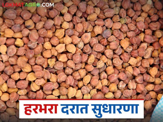 Harbhara Bajarbhav: Improvement in the price of Harbhara; But are we getting the guaranteed price? Read in detail | Harbhara Bajarbhav: हरभऱ्याच्या दरात सुधारणा; पण मिळतोय का हमीभाव वाचा सविस्तर Harbhara Bajarbhav: Improvement in the price of Harbhara; But are we getting the guaranteed price? Read in detail | Harbhara Bajarbhav: हरभऱ्याच्या दरात सुधारणा; पण मिळतोय का हमीभाव वाचा सविस्तर