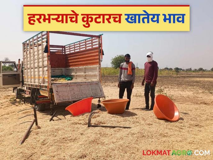 good days for harbhara kutar; Demand for animal fodder increased | हरभऱ्याच्या कुटाराला सुगीचे दिवस; जनावरांच्या चाऱ्यासाठी मागणी वाढली good days for harbhara kutar; Demand for animal fodder increased | हरभऱ्याच्या कुटाराला सुगीचे दिवस; जनावरांच्या चाऱ्यासाठी मागणी वाढली