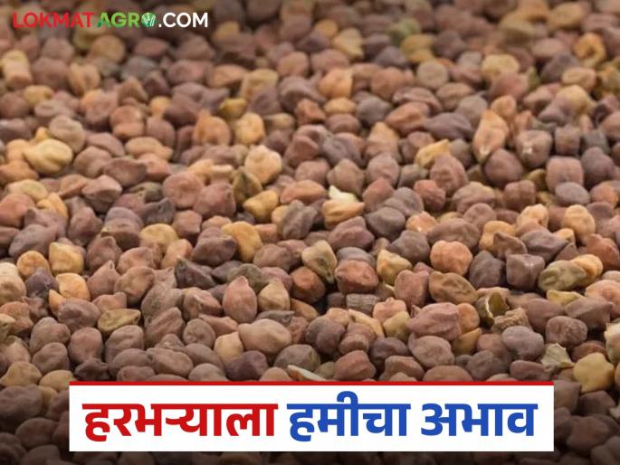 Harbhara Market: Lack of guaranteed price centers in Harbhara; What is happening, read the results in detail | Harbhara Market: हरभऱ्याला हमीभाव केंद्रांचा अभाव; काय होत आहे परिणाम वाचा सविस्तर Harbhara Market: Lack of guaranteed price centers in Harbhara; What is happening, read the results in detail | Harbhara Market: हरभऱ्याला हमीभाव केंद्रांचा अभाव; काय होत आहे परिणाम वाचा सविस्तर