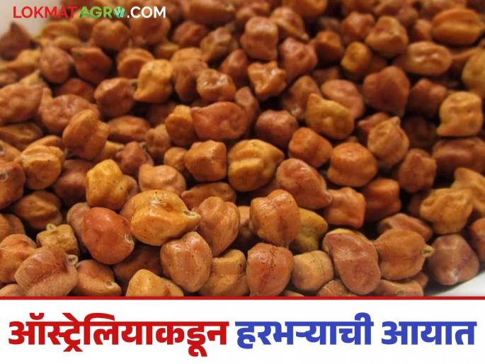 Latest News harbhara market Central government imports 26 thousand 255 MT gram from Australia Read in detail | Harbhara Market : ऑस्ट्रेलियातून 'इतक्या' टन हरभऱ्याची आयात, दर कसे राहतील? वाचा सविस्तर  Latest News harbhara market Central government imports 26 thousand 255 MT gram from Australia Read in detail | Harbhara Market : ऑस्ट्रेलियातून 'इतक्या' टन हरभऱ्याची आयात, दर कसे राहतील? वाचा सविस्तर