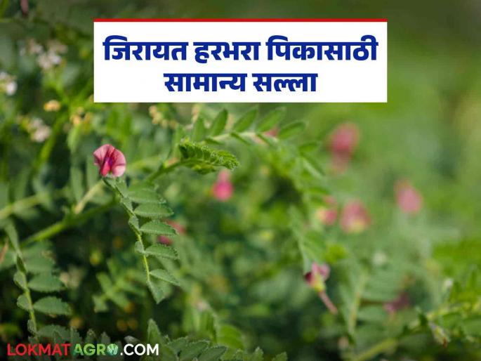 Latest News Harabhara Crop Management How to take care of gram during flowering and pod formation Read in detail | Harbhara Crop : फुलोरा व घाटे लागण्याच्या अवस्थेत हरभऱ्याची अशी घ्या काळजी? वाचा सविस्तर Latest News Harabhara Crop Management How to take care of gram during flowering and pod formation Read in detail | Harbhara Crop : फुलोरा व घाटे लागण्याच्या अवस्थेत हरभऱ्याची अशी घ्या काळजी? वाचा सविस्तर