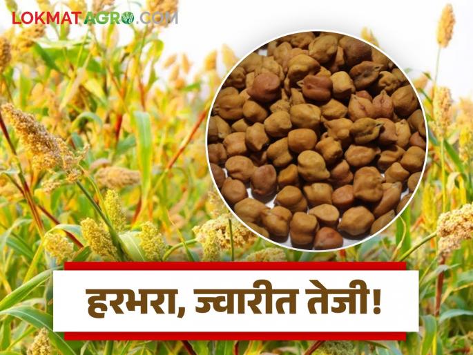 Gram and jowar market is currently on a bullish trend; no possibility of sugar price hike | हरभरा आणि ज्वारीच्या बाजारात सध्या तेजीचा कल; साखरेच्या भाववाढीची शक्यता नाही