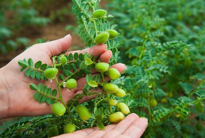 Sowing of 1322 hectares for gram production | हरभरा बिजोत्पादनासाठी १३२२ हेक्टरवर पेरणी Sowing of 1322 hectares for gram production | हरभरा बिजोत्पादनासाठी १३२२ हेक्टरवर पेरणी