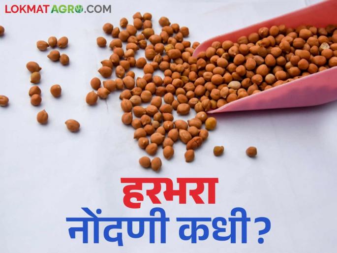 Harbhara Market: When is Harbhara guaranteed? read in details | Harbhara Market : हरभऱ्याला हमीभावाचे सरंक्षण केव्हा? वाचा सविस्तर Harbhara Market: When is Harbhara guaranteed? read in details | Harbhara Market : हरभऱ्याला हमीभावाचे सरंक्षण केव्हा? वाचा सविस्तर