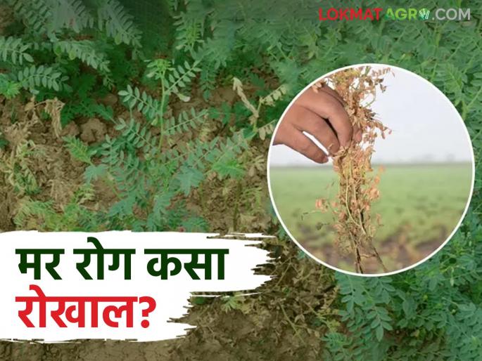 What are the effective biological measures for controlling the wilt disease in chick pea gram? Read in detail | हरभरा पिकातील मर रोगाच्या नियंत्रणासाठी प्रभावी जैविक उपाय कोणते? वाचा सविस्तर What are the effective biological measures for controlling the wilt disease in chick pea gram? Read in detail | हरभरा पिकातील मर रोगाच्या नियंत्रणासाठी प्रभावी जैविक उपाय कोणते? वाचा सविस्तर