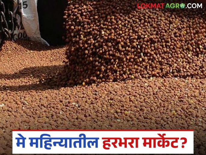 Latest News chana market Gram prices in May 2025 Know in detail | Chana Market : या महिन्यात हरभऱ्याला प्रति क्विंटल काय दर मिळतील? जाणून घ्या सविस्तर 