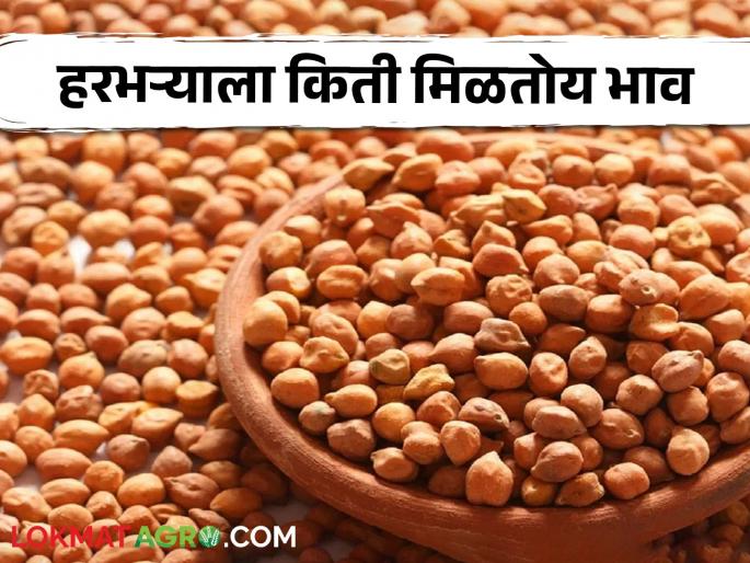 Harbhara Market Price: Harbhara got a price of 'so many' thousands;  How much was the entry in the market, read in detail  | Harbhara Market Price : हरभऱ्याला मिळाला 'इतके' हजारांचा भाव;  किती होती बाजारात आवक वाचा सविस्तर  Harbhara Market Price: Harbhara got a price of 'so many' thousands;  How much was the entry in the market, read in detail  | Harbhara Market Price : हरभऱ्याला मिळाला 'इतके' हजारांचा भाव;  किती होती बाजारात आवक वाचा सविस्तर