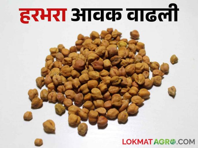 Gram imports increased in the state; Read what rates are available | Harbhara Bajarbhav राज्यात हरभरा आवक वाढली; वाचा काय मिळतोय दर Gram imports increased in the state; Read what rates are available | Harbhara Bajarbhav राज्यात हरभरा आवक वाढली; वाचा काय मिळतोय दर