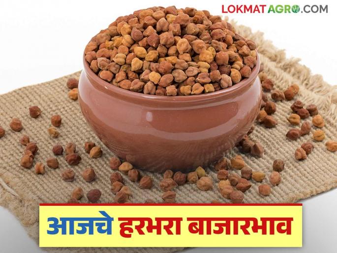 Harbhara Bajar Bhav: latest news How much local Harbhara Arrivals; Read in detail how to get the rate | Harbhara Bajar Bhav: लोकल हरभऱ्याची आवक किती; कसा मिळाला दर ते वाचा सविस्तर