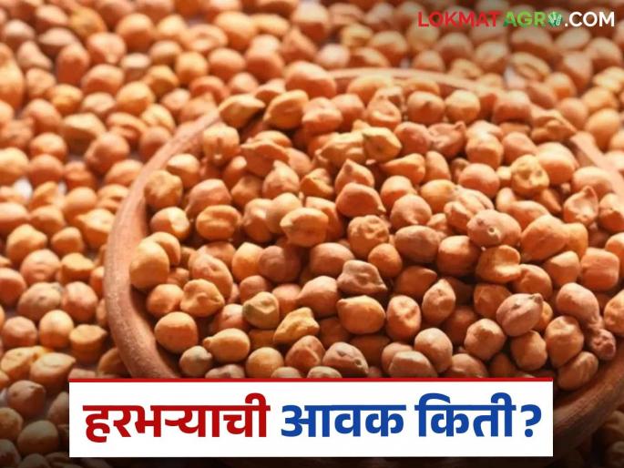 Harbhara Bazaar Bhav: latest news The arrival of Harbhara has slowed down in the state market committee; Read in detail how the price was obtained | Harbhara Bajar Bhav: राज्यातील बाजार समितीमध्ये हरभऱ्याची आवक मंदावली; कसा मिळाला दर ते वाचा सविस्तर Harbhara Bazaar Bhav: latest news The arrival of Harbhara has slowed down in the state market committee; Read in detail how the price was obtained | Harbhara Bajar Bhav: राज्यातील बाजार समितीमध्ये हरभऱ्याची आवक मंदावली; कसा मिळाला दर ते वाचा सविस्तर