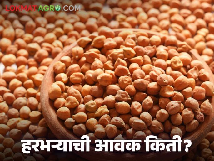 Harbhara Bazaar Bhav: Hinganghat Market Committee How much is the arrival of Harbhara; Read in detail how the price was obtained | Harbhara Bajar Bhav : हिंगणघाट बाजार समिती हरभऱ्याची आवक किती; कसा मिळाला दर ते वाचा सविस्तर Harbhara Bazaar Bhav: Hinganghat Market Committee How much is the arrival of Harbhara; Read in detail how the price was obtained | Harbhara Bajar Bhav : हिंगणघाट बाजार समिती हरभऱ्याची आवक किती; कसा मिळाला दर ते वाचा सविस्तर