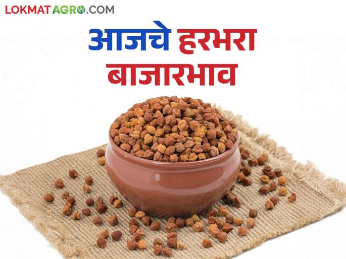 Harbhara BazaarBhav: How much is the arrival of Harbhara; Read in detail how the price is being obtained | Harbhara BajarBhav : हरभऱ्याची आवक किती; कसा मिळतोय दर ते वाचा सविस्तर Harbhara BazaarBhav: How much is the arrival of Harbhara; Read in detail how the price is being obtained | Harbhara BajarBhav : हरभऱ्याची आवक किती; कसा मिळतोय दर ते वाचा सविस्तर