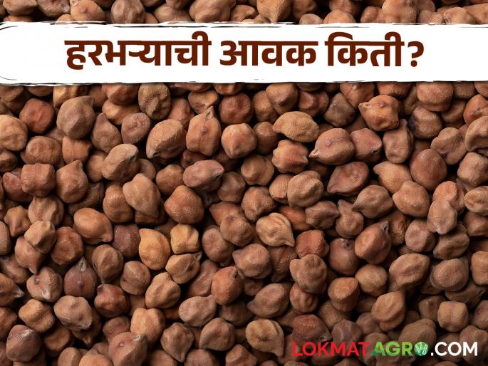 Harbhara Bazaar Bhav: latest news Red Harbhara is in demand in the market; Read in detail how it got the price | Harbhara Bajar Bhav: लाल हरभऱ्याला बाजारात मागणी; कसा मिळाला दर ते वाचा सविस्तर Harbhara Bazaar Bhav: latest news Red Harbhara is in demand in the market; Read in detail how it got the price | Harbhara Bajar Bhav: लाल हरभऱ्याला बाजारात मागणी; कसा मिळाला दर ते वाचा सविस्तर