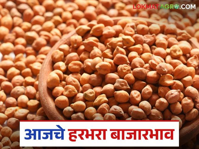 Harbhara Bazaar Bhav: Increase in arrival of gram in Akola market; Read in detail how the price is being obtained | Harbhara Bajar Bhav: अकोला बाजारात हरभऱ्याची आवकेत वाढ; कसा मिळतोय दर ते वाचा सविस्तर Harbhara Bazaar Bhav: Increase in arrival of gram in Akola market; Read in detail how the price is being obtained | Harbhara Bajar Bhav: अकोला बाजारात हरभऱ्याची आवकेत वाढ; कसा मिळतोय दर ते वाचा सविस्तर