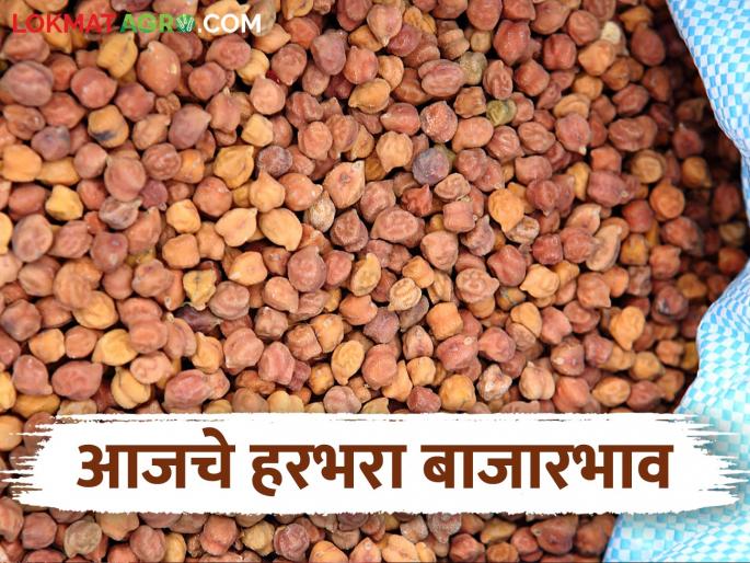 Harbhara Bajar Bhav: latest news The arrival of red Harbhara in the market is increasing; Read in detail how the price was obtained | Harbhara Bajar Bhav: लाल जातीच्या हरभऱ्याची आवक बाजारात वाढतेय; कसा मिळाला दर ते वाचा सविस्तर Harbhara Bajar Bhav: latest news The arrival of red Harbhara in the market is increasing; Read in detail how the price was obtained | Harbhara Bajar Bhav: लाल जातीच्या हरभऱ्याची आवक बाजारात वाढतेय; कसा मिळाला दर ते वाचा सविस्तर
