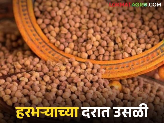latest news Chana Market : Strong jump in Chana prices; Know the details | Chana Market : हरभऱ्याच्या भावात जोरदार उसळी; जाणून घ्या सविस्तर