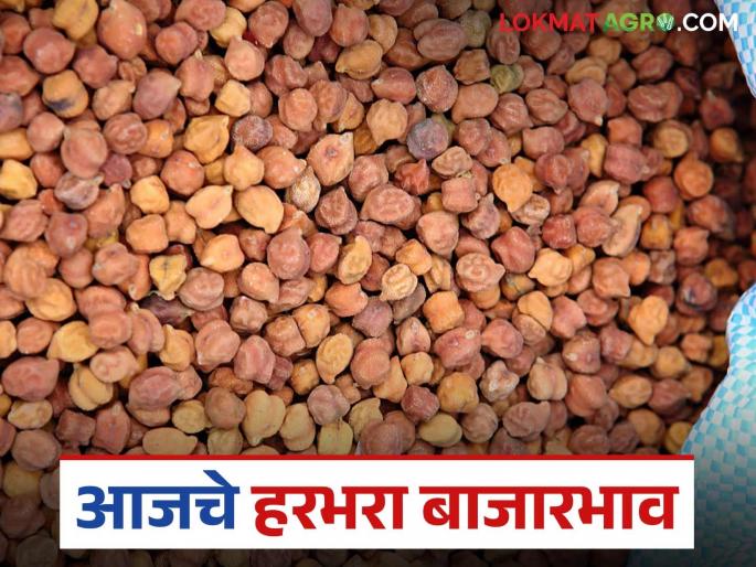 Harbhara Bazaar Bhav: latest news Fluctuations in the arrival of Harbhara; Know today's market price | Harbhara Bajar Bhav: हरभऱ्याची आवकेत चढ-उतार; जाणून घ्या आजचे बाजारभाव Harbhara Bazaar Bhav: latest news Fluctuations in the arrival of Harbhara; Know today's market price | Harbhara Bajar Bhav: हरभऱ्याची आवकेत चढ-उतार; जाणून घ्या आजचे बाजारभाव