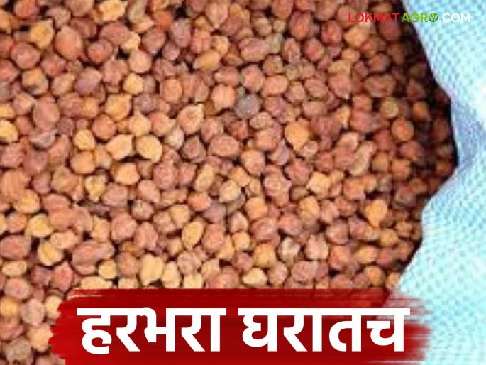 Harbhara Bazaar Bhav:latest news Read in detail at home while waiting for gram price hike | Harbhara Bajar Bhav: हरभरा दरवाढीच्या प्रतीक्षेत घरातच वाचा सविस्तर