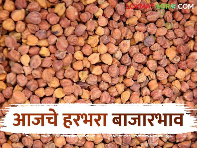 Harbhara Bazaar Bhav: Read in detail what is the market price of Harbhara today | Harbhara Bajar Bhav: हरभऱ्याचे आजचे बाजारभाव काय आहे ते वाचा सविस्तर