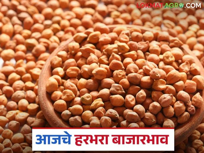 Harbhara Bazaar Bhav: Read in detail which Harbhara is getting the highest price in the market | Harbhara Bajar Bhav: बाजारात कोणत्या हरभऱ्याला मिळतोय चढा दर ते वाचा सविस्तर Harbhara Bazaar Bhav: Read in detail which Harbhara is getting the highest price in the market | Harbhara Bajar Bhav: बाजारात कोणत्या हरभऱ्याला मिळतोय चढा दर ते वाचा सविस्तर