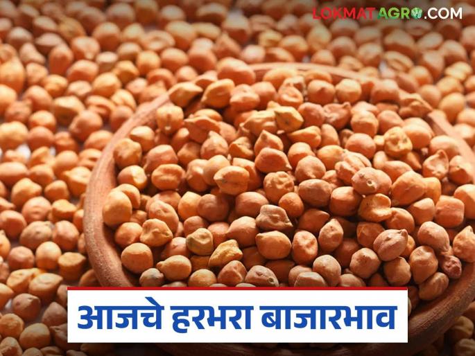 Harbhara Bazaar Bhav: latest news Jambu variety Harbhara is getting good price Read in detail | Harbhara Bajar Bhav: जंबु जातीच्या हरभऱ्याला मिळतोय चांगला दर वाचा सविस्तर Harbhara Bazaar Bhav: latest news Jambu variety Harbhara is getting good price Read in detail | Harbhara Bajar Bhav: जंबु जातीच्या हरभऱ्याला मिळतोय चांगला दर वाचा सविस्तर