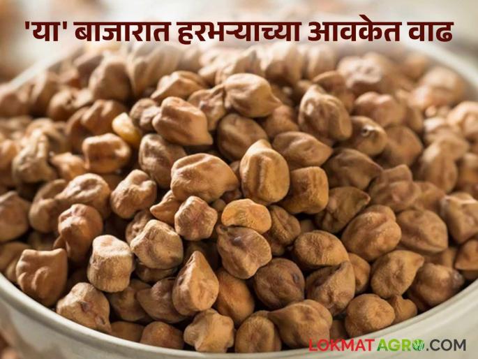 Harbhara Bazaar Bhav: latest news The arrival of gram is increasing in Nagpur market; Read in detail how the price is being obtained | Harbhara Bajar Bhav: नागपूर बाजारात वाढतेय हरभऱ्याची आवक; कसा मिळतोय दर ते वाचा सविस्तर Harbhara Bazaar Bhav: latest news The arrival of gram is increasing in Nagpur market; Read in detail how the price is being obtained | Harbhara Bajar Bhav: नागपूर बाजारात वाढतेय हरभऱ्याची आवक; कसा मिळतोय दर ते वाचा सविस्तर