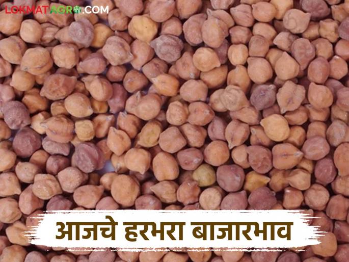Harbhara Bazaar Bhav: latest news Increase in arrival of Harbhara in this market; Read in detail how the price was obtained | Harbhara Bajar Bhav: हरभऱ्याच्या आवकेत 'या' बाजारात वाढ;कसा मिळाला दर ते वाचा सविस्तर Harbhara Bazaar Bhav: latest news Increase in arrival of Harbhara in this market; Read in detail how the price was obtained | Harbhara Bajar Bhav: हरभऱ्याच्या आवकेत 'या' बाजारात वाढ;कसा मिळाला दर ते वाचा सविस्तर