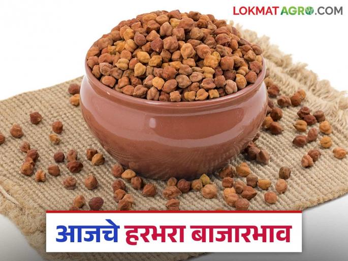 Harbhara Bazaar Bhav: How much gram has arrived in Amravati market; Read in detail how the price was obtained | Harbhara Bajar Bhav : अमरावती बाजारात हरभऱ्याची आवक किती; कसा मिळला दर ते वाचा सविस्तर Harbhara Bazaar Bhav: How much gram has arrived in Amravati market; Read in detail how the price was obtained | Harbhara Bajar Bhav : अमरावती बाजारात हरभऱ्याची आवक किती; कसा मिळला दर ते वाचा सविस्तर