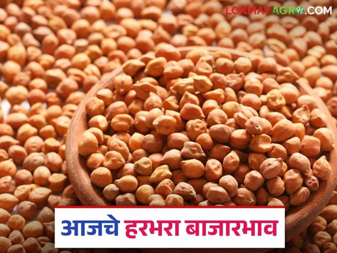 Harbhara Bazaar Bhav: Increase in the price of gram in Amravati market; Read the details of what was received | Harbhara Bajar Bhav : अमरावती बाजारात हरभऱ्याच्या अवकेत वाढ; काय मिळाला दर ते वाचा सविस्तर Harbhara Bazaar Bhav: Increase in the price of gram in Amravati market; Read the details of what was received | Harbhara Bajar Bhav : अमरावती बाजारात हरभऱ्याच्या अवकेत वाढ; काय मिळाला दर ते वाचा सविस्तर