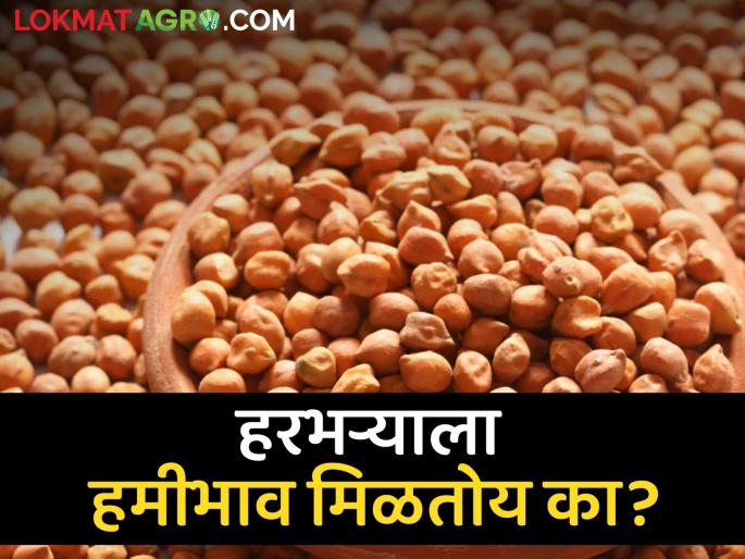 Latest News 08 may 2024 todays Gram Market Price in maharashtra market yards | Gram Market : काबुली हरभऱ्याचा दर टॉपवर, वाचा आजचे सविस्तर हरभरा बाजारभाव 