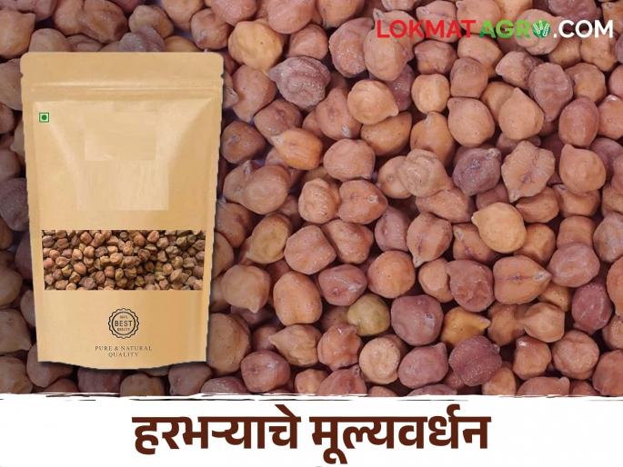 Do this process after harvesting to get more price for gram chick pea | हरभऱ्याला जास्तीचा भाव मिळविण्यासाठी काढणीनंतर अशी करा प्रक्रिया Do this process after harvesting to get more price for gram chick pea | हरभऱ्याला जास्तीचा भाव मिळविण्यासाठी काढणीनंतर अशी करा प्रक्रिया