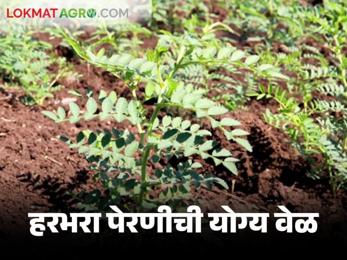 Harbhara Lagwad : When to sow for more production of arable and irrigated gram | Harbhara Lagwad : जिरायत व बागायत हरभऱ्याच्या अधिक उत्पादनासाठी कधी करावी पेरणी Harbhara Lagwad : When to sow for more production of arable and irrigated gram | Harbhara Lagwad : जिरायत व बागायत हरभऱ्याच्या अधिक उत्पादनासाठी कधी करावी पेरणी