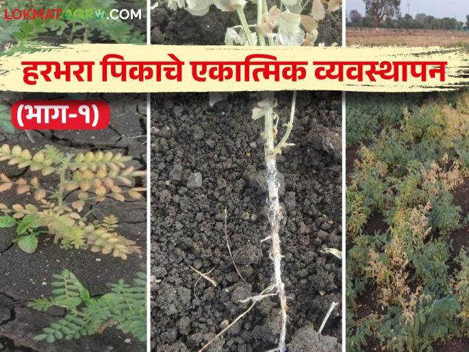 Harbhara Rog Niyantran : Identify the symptoms of Harbhara crop diseases | Harbhara Rog Niyantran : असे ओळखा हरभरा पिकातील रोगांची लक्षणे; 'या' करा उपाय योजना Harbhara Rog Niyantran : Identify the symptoms of Harbhara crop diseases | Harbhara Rog Niyantran : असे ओळखा हरभरा पिकातील रोगांची लक्षणे; 'या' करा उपाय योजना