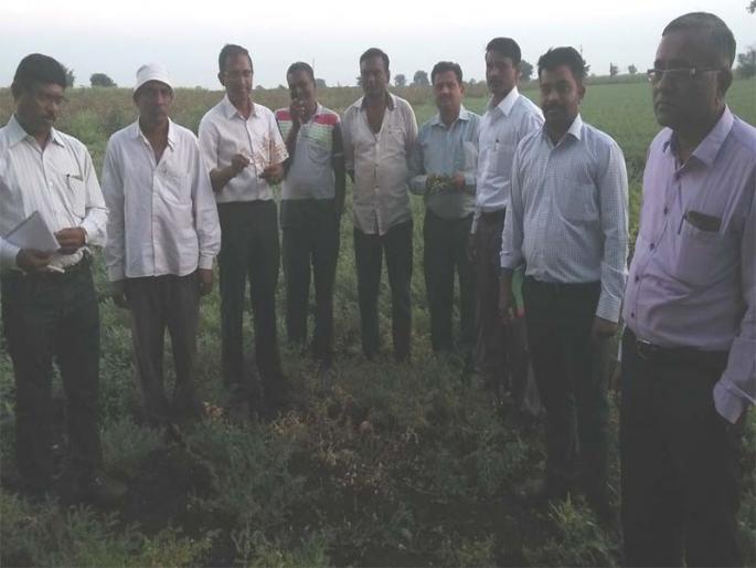 Honey in Shahada taluka: 'Marog' on | शहादा तालुक्यात हरभ:यावर ‘मर’रोग Honey in Shahada taluka: 'Marog' on | शहादा तालुक्यात हरभ:यावर ‘मर’रोग