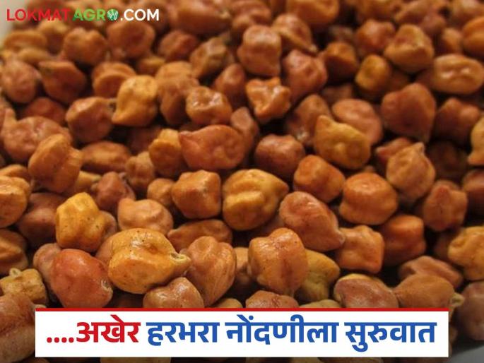 Harbhara, Rabi Paddy: Online registration for sale of Harbhara, Rabi paddy has started; Purchase will be done at 'these' centers Read in detail | Harbhara, Rabi Paddy: हरभरा, रब्बी धान विक्रीसाठी ऑनलाइन नोंदणी सुरू; 'या' केंद्रांवर होणार खरेदी वाचा सविस्तर Harbhara, Rabi Paddy: Online registration for sale of Harbhara, Rabi paddy has started; Purchase will be done at 'these' centers Read in detail | Harbhara, Rabi Paddy: हरभरा, रब्बी धान विक्रीसाठी ऑनलाइन नोंदणी सुरू; 'या' केंद्रांवर होणार खरेदी वाचा सविस्तर