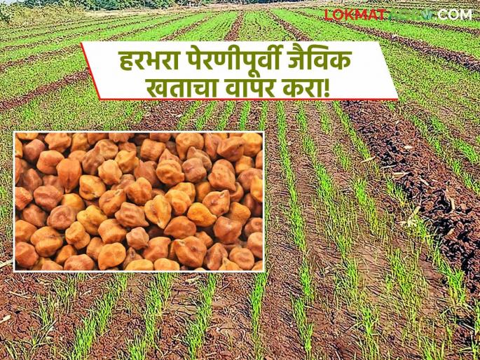 latest news Harbhara Seed Treatment: Expert advice for sowing gram in Rabi season; Apply Rhizobium seed treatment | Harbhara Seed Treatment : रब्बी हंगामात हरभरा पेरणीसाठी तज्ज्ञांचा सल्ला; रायझोबियम बीजप्रक्रिया करा latest news Harbhara Seed Treatment: Expert advice for sowing gram in Rabi season; Apply Rhizobium seed treatment | Harbhara Seed Treatment : रब्बी हंगामात हरभरा पेरणीसाठी तज्ज्ञांचा सल्ला; रायझोबियम बीजप्रक्रिया करा