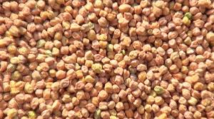 Gratification of farmers by distributing one bag of seeds | अनुदानावरील हरभरा बियाणे वाटपात शेतकऱ्यांची थट्टा!