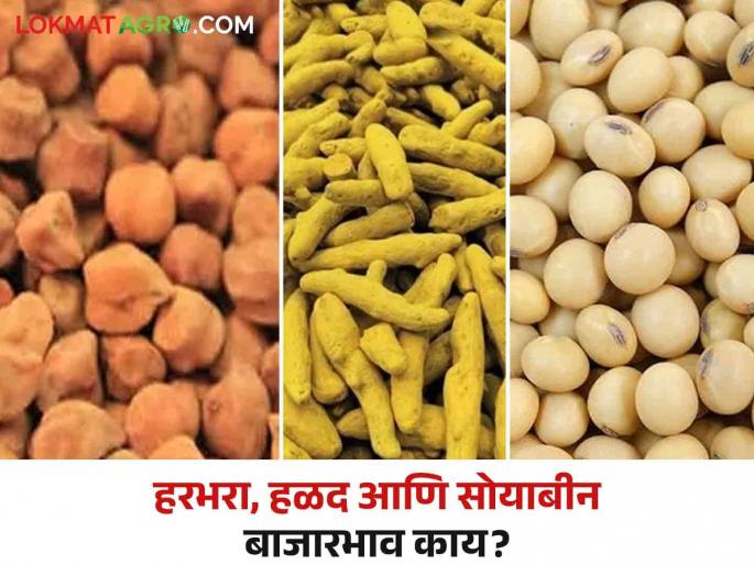 Market Update: Turmeric, soybeans fell; Gram prices increased? | Market Update : हळद, सोयाबीन घसरले; हरभऱ्याचे भाव वधारले? Market Update: Turmeric, soybeans fell; Gram prices increased? | Market Update : हळद, सोयाबीन घसरले; हरभऱ्याचे भाव वधारले?