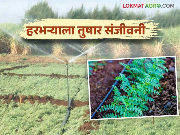 Read more about the benefits of sprinkler irrigation in chick pea gram crops | हरभरा पिकात तुषार सिंचनाने पाणी देण्यामुळे कसे होतात फायदे वाचा सविस्तर Read more about the benefits of sprinkler irrigation in chick pea gram crops | हरभरा पिकात तुषार सिंचनाने पाणी देण्यामुळे कसे होतात फायदे वाचा सविस्तर