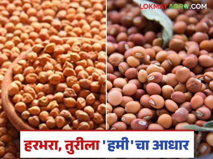 Gram, Turi Market: Know in detail whether there is hope or disappointment from gram, turi | Gram, Turi Market: हरभरा, तुरीतून आशा की निराशा जाणून घ्या सविस्तर Gram, Turi Market: Know in detail whether there is hope or disappointment from gram, turi | Gram, Turi Market: हरभरा, तुरीतून आशा की निराशा जाणून घ्या सविस्तर