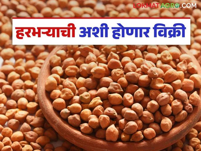 Harbhara Market: latest news Read the details of the auction to be held in this market for the purchase of Harbhara | Harbhara Market: हरभरा खरेदीसाठी 'या' बाजारात होणार असा लिलाव वाचा सविस्तर Harbhara Market: latest news Read the details of the auction to be held in this market for the purchase of Harbhara | Harbhara Market: हरभरा खरेदीसाठी 'या' बाजारात होणार असा लिलाव वाचा सविस्तर