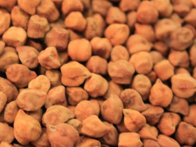 Gram Purchase stalled, farmer in waiting | हमीभावातील हरभरा खरेदीचा पेच कायम ! Gram Purchase stalled, farmer in waiting | हमीभावातील हरभरा खरेदीचा पेच कायम !