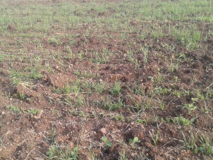 Wild animals eat Crops in fields in washim district | कोवळ्या पिकांवर वन्यप्राण्यांचा ताव Wild animals eat Crops in fields in washim district | कोवळ्या पिकांवर वन्यप्राण्यांचा ताव